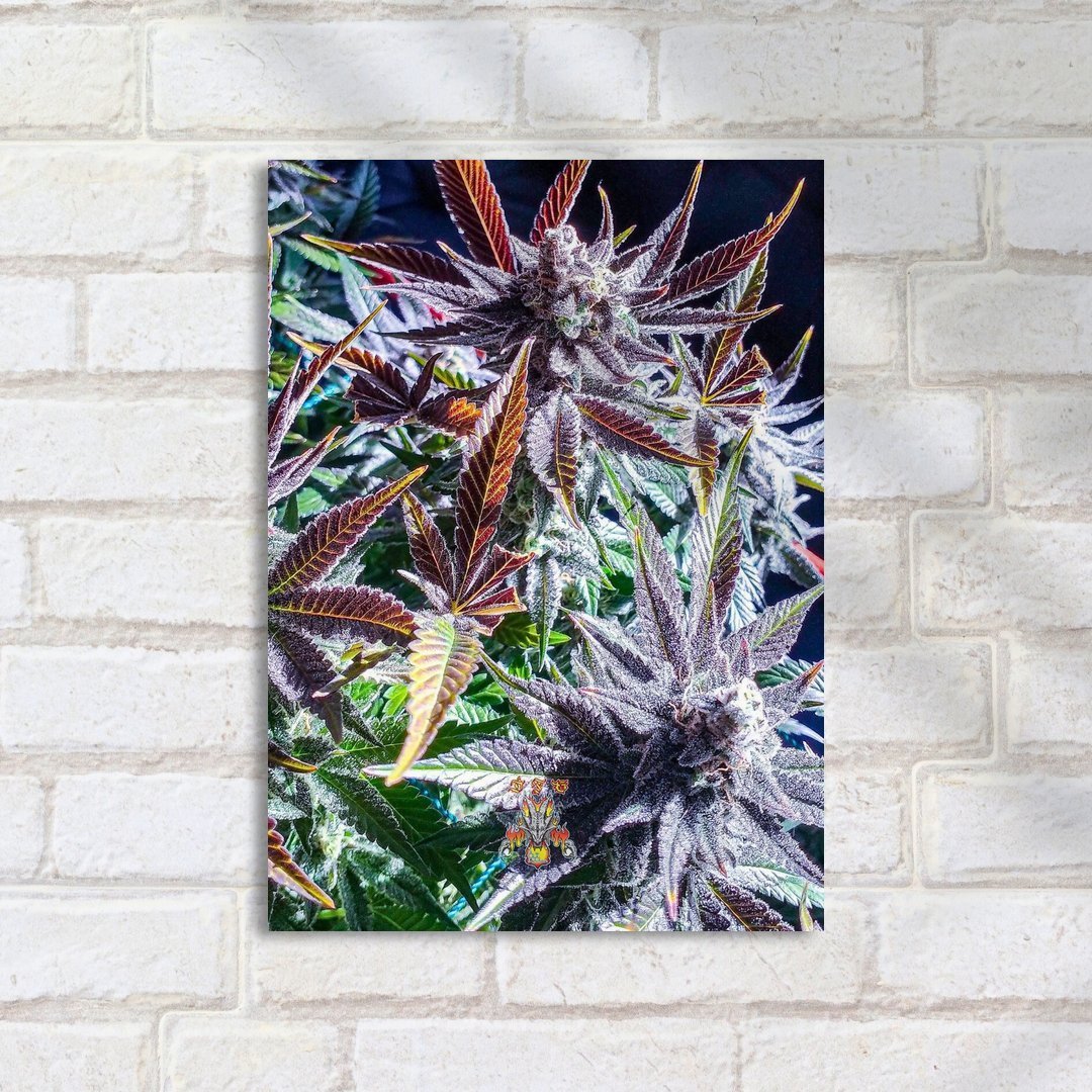 Quadro Decorativo Cogollo Cannabis Vermelho - Imagem 2