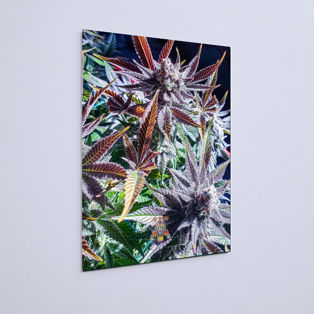 Quadro Decorativo Cogollo Cannabis Vermelho - Imagem 3